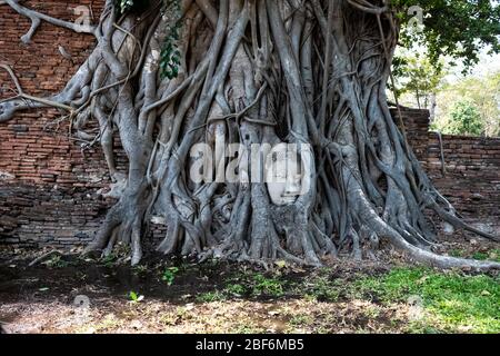 Ayutthaya Buddha Kopf Statue mit gefangen in Bodhi Baum Wurzeln im Wat Maha That. Historischer Park Ayutthaya Thailand. Stockfoto