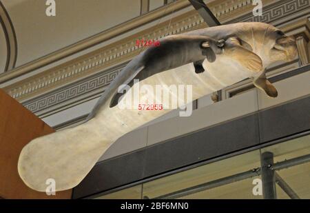 Trichechus manatus. November 20191 Stockfoto