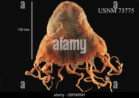 Tiefseequalle Periphylla