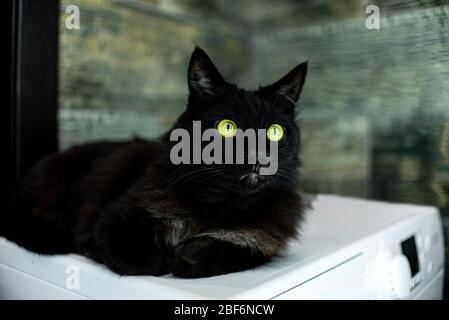 Schwarze Katze grüne Augen liegen Badezimmer Waschmaschine Stockfoto