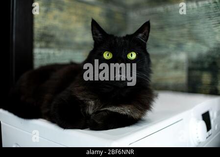 Schwarze Katze grüne Augen liegen Badezimmer Waschmaschine Stockfoto