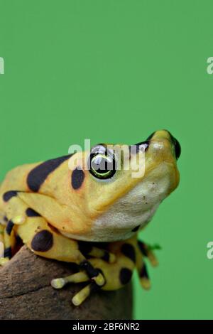 Panamaischer Goldener Frosch. Art: Zeteki,Gattung: Atelopus,Familie: Bufonidae,Ordnung: Anura,Klasse: Amphibia,Stamm: Chordata,Königreich: Animalia,Amphibien Stockfoto