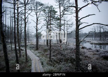 Eisige Holzplankenroute durch die wunderschön mystische lettische Heide Stockfoto