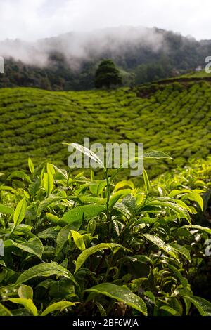 Nahaufnahme einer Teepflanze und der wunderschönen sanften Hügel des Cameron Highlands, die von Teeplantagen in Süd-Malaysia bedeckt sind. Stockfoto