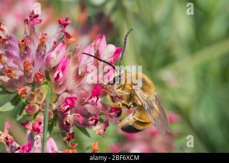 Langgehörnige Biene (Eucera spec.), männlich, Kroatien Stockfoto