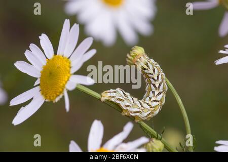 Kamillenhai (Cucullia chamomilae), Raupe ernährt sich von Kamille, Deutschland Stockfoto