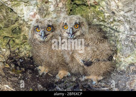 nordawile (Bubo bubo), junge Adlereule, Deutschland, Baden-Württemberg Stockfoto