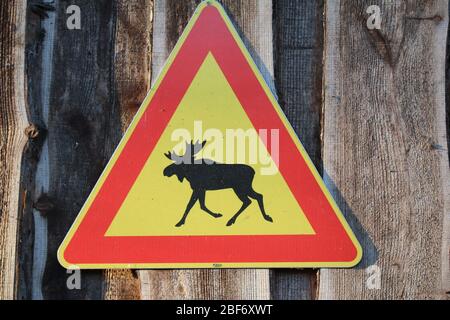 Warnschild gegen die Überquerung von Elchen Stockfoto