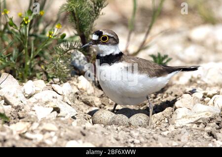 Kleiner beringter Pflüge (Charadrius dubius), mit Eiern, Deutschland, Baden-Württemberg Stockfoto