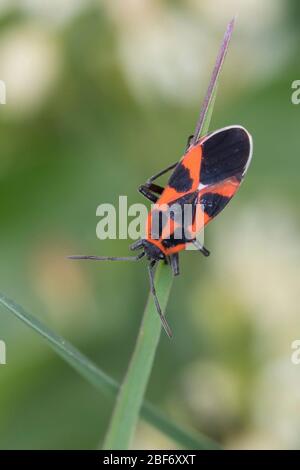 Ground Bug, Lygaeid Bug (Tropidothorax leucopterus), sitzt auf einem Grashalm, Deutschland Stockfoto