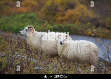 Isländische Schafe (Ovis ammon f. widder), in Tundra, Island Stockfoto