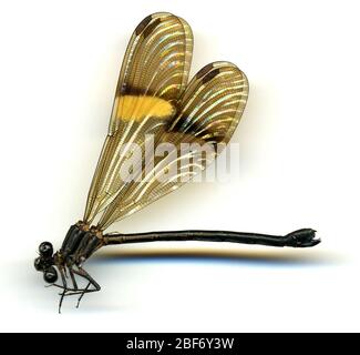 Polythore manua. 26 Mai 20161 Stockfoto