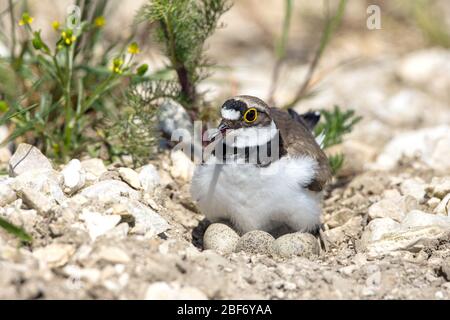 Kleiner Ringelpfeifler (Charadrius dubius), Zucht, Deutschland, Baden-Württemberg Stockfoto