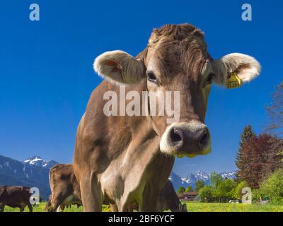 Hausrinder (Bos primigenius f. stier), Kuh auf der Weide, Deutschland, Bayern, Allgäu, Bayerniederhofen Stockfoto