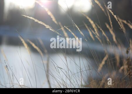 Sonne und Lichteinfall eines Stängels im Winter Wind Stockfoto