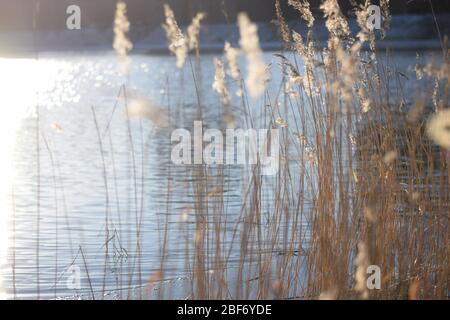 Sonne und Lichteinfall eines Stängels im Winter Wind Stockfoto