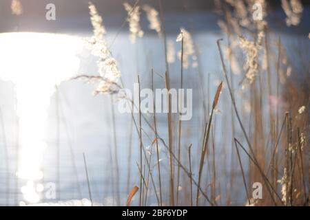 Sonne und Lichteinfall eines Stängels im Winter Wind Stockfoto