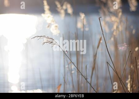 Sonne und Lichteinfall eines Stängels im Winter Wind Stockfoto