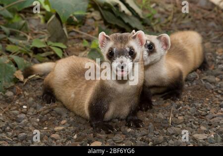 Schwarzfußfäßer. CRC,AI,Kits,künstliche Befruchtung,Mutter (F) Kit (B),Arten: Nigripes,Gattung: Mustela,Familie: Mustelidae,Bestellung: Carnivora,Klasse: Mammalia,Stamm: Chordata,Königreich: Animalia,BFF,Schwarzfüßiges Ferret,Frettchen,Mustelid,SCKI,Front Royal,Kit,Baby,jung,horizontal Stockfoto