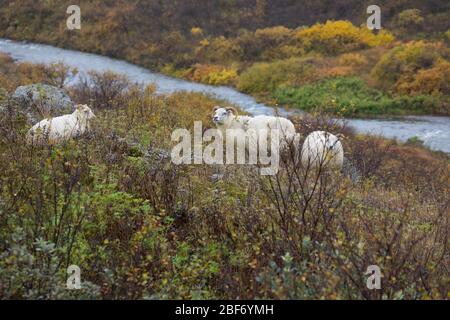 Isländische Schafe (Ovis ammon f. widder), in Tundra, Island Stockfoto