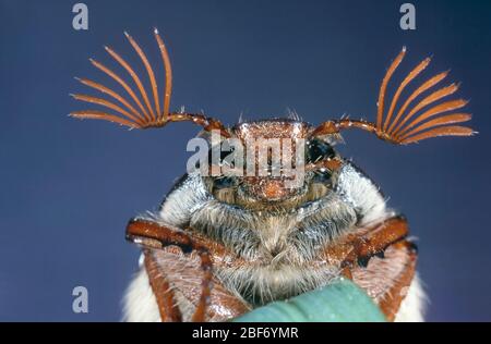 Gewöhnlicher Schabe, Maybug, Maybeetle (Melolontha melolontha), männlich Stockfoto