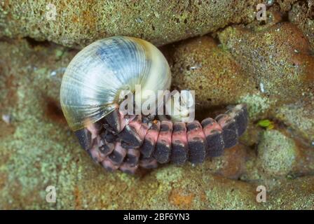 Kleiner Blitzkäfer (Lamprohiza splendidula, Phausis splendidula), Larve gefangen Schnecke, Deutschland Stockfoto