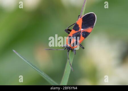 Ground Bug, Lygaeid Bug (Tropidothorax leucopterus), sitzt auf einem Grashalm, Deutschland Stockfoto