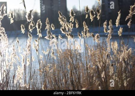 Sonne und Lichteinfall eines Stängels im Winter Wind Stockfoto