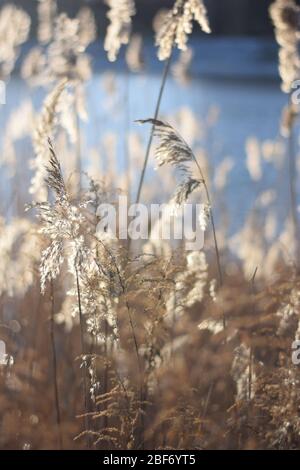 Sonne und Lichteinfall eines Stängels im Winter Wind Stockfoto