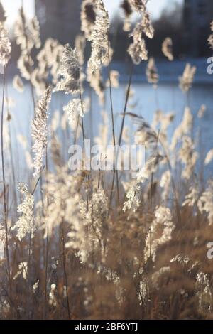 Sonne und Lichteinfall eines Stängels im Winter Wind Stockfoto