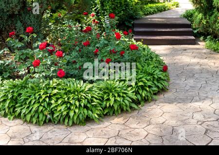 Schöne Blumenbeet mit blühenden roten Rosen Büsche und Hostablüten und Wacholder grünen Nadelbusch gegen Nadelthuja auf Hintergrund und Stockfoto