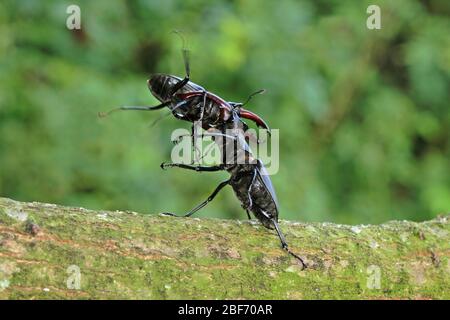 Hirschkäfer, Europäischer Hirschkäfer (Lucanus cerrus), zwei Männchen kämpfen, Deutschland Stockfoto