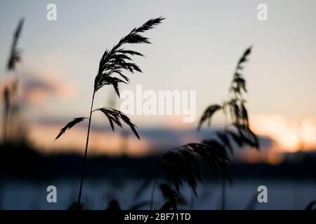 Nahaufnahme einer Biegung bei Sonnenuntergang Stockfoto