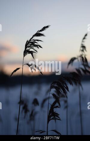 Nahaufnahme einer Biegung bei Sonnenuntergang Stockfoto