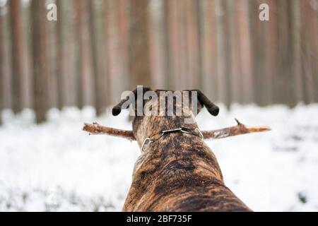 Pitbull liegt im Schnee Stockfoto