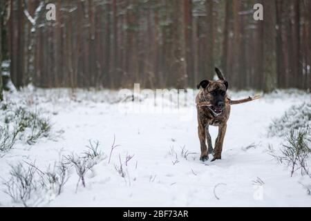 Pitbull läuft im Schnee Stockfoto