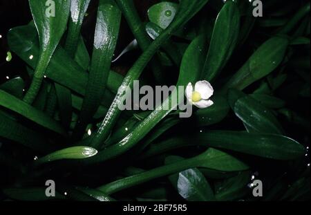 Blühende Delta Pfeilspitze, Sagittaria platyphylla Stockfoto