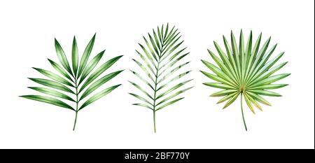Aquarell Handballenablass Set. Exotische bunte Pflanze auf weiß isoliert. Baum Dschungel grüne Bäume. Realistische botanische Illustrationen für Hochzeitsdesign Stockfoto
