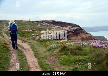Frau, die an den Klippen von Efford Down on the South West Coast Path, North Cornwall, an den Klumpen rosa Meer Thrift Flowers (Armeria maritima) spazieren geht. Stockfoto