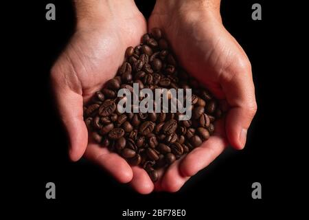 Junge Erwachsene kaukasischen männlichen Hände halten Kaffeebohnen Stockfoto