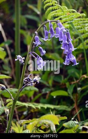 Geläufige englische Bluebell (Hyacinthoides non-scripta) auf der Straßenseite bei Millook Haven auf dem South West Coast Path, North Cornwall, England, Großbritannien. Stockfoto