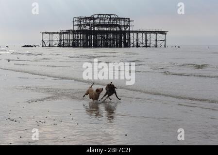 Hunde spielen bei Ebbe am Brighton Beach mit dem verwelkten West Pier im Hintergrund Stockfoto