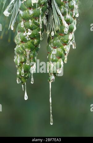 Zirbelkiefer, Pinus sembra, unreife grüne Zapfen mit viel Harz Tropfen in Finnland. Stockfoto