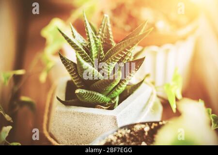 Auf der Fensterbank in einem Betontopf blüht unter anderem die von Sonnenlicht beleuchtete Haworthia saftig. Stockfoto