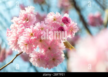 Schöne rosa Sakura Blüten, Kirschblüte im Frühling gegen blauen Himmel Stockfoto