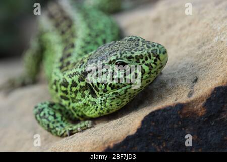 Eine grüne männliche Sandeidechse Stockfoto