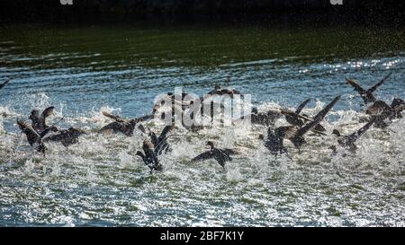 Eine große, überraschte Entenschar zieht in einem Wasserstrahl aus, See Vistonida, Porto Lagos, Region Xanthi, Nordgriechenland. Erstaunliche Natur in Aktion, seichter selektiver Fokus der Vogel-Silhouetten Stockfoto