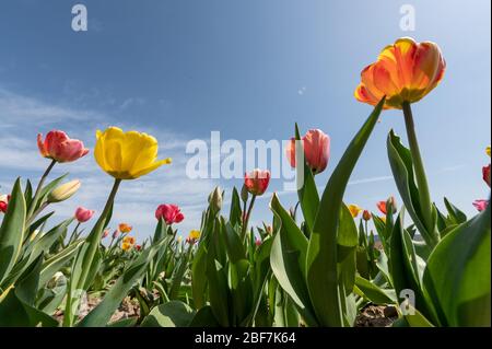 Sulz Am Neckar, Deutschland. April 2020. Tulpen blühen in einem Tulpenfeld. Kredit: Silas Stein/dpa/Alamy Live News Stockfoto