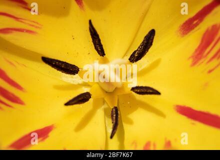 Sulz Am Neckar, Deutschland. April 2020. Eine Tulpe blüht in einem Tulpenfeld. Kredit: Silas Stein/dpa/Alamy Live News Stockfoto