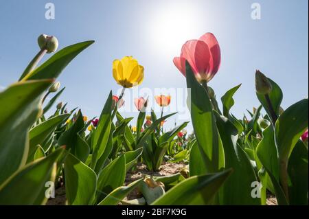 Sulz Am Neckar, Deutschland. April 2020. Tulpen blühen in einem Tulpenfeld. Kredit: Silas Stein/dpa/Alamy Live News Stockfoto